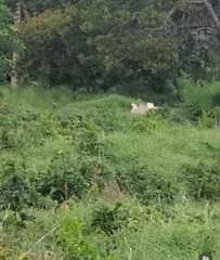 A picture of Land
