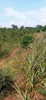 A picture of 18 acres for sale in Luwero Kakooge at 3 5m