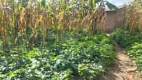 A picture of Uwanja unauzwa