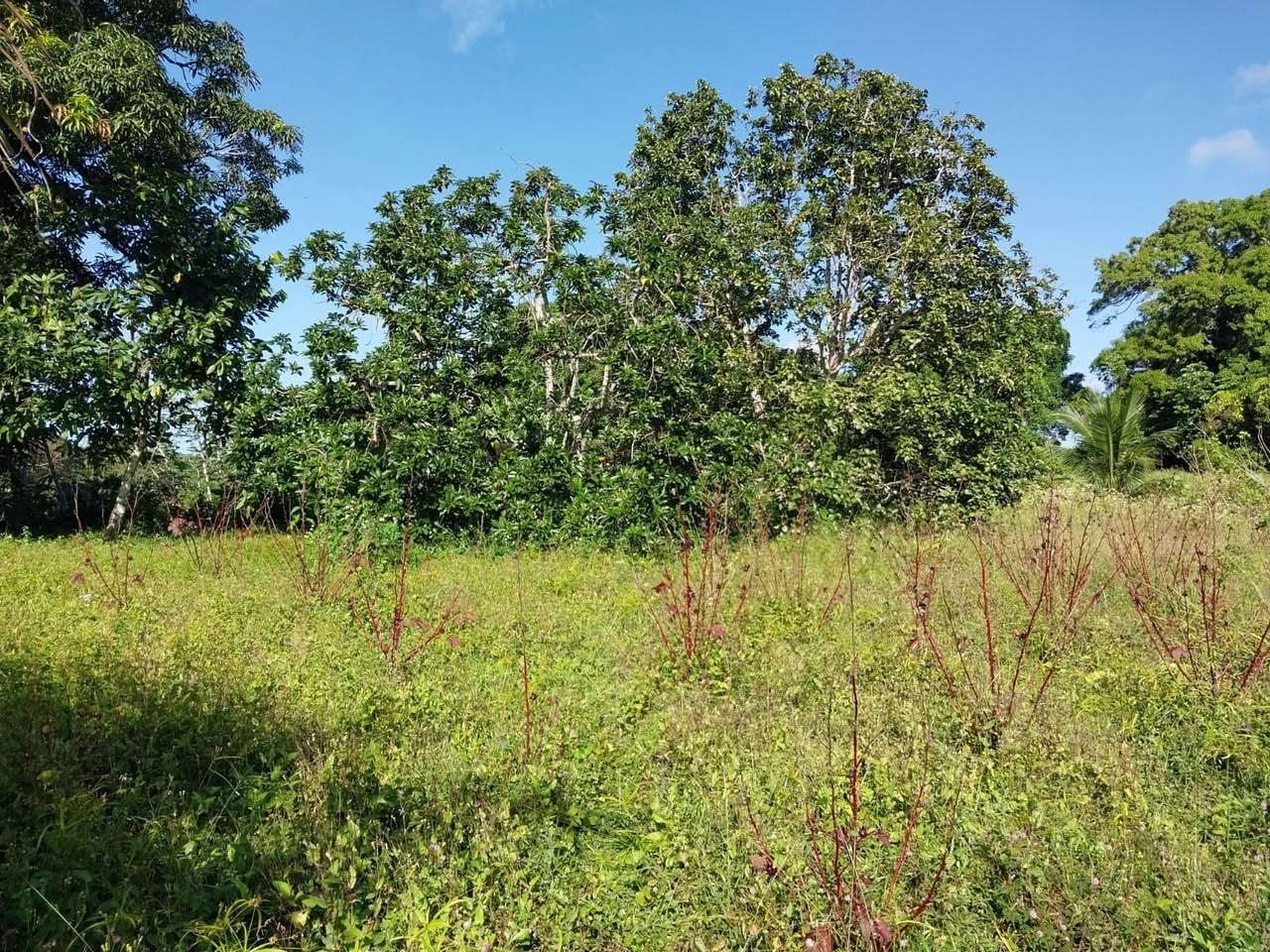 Surindra S.