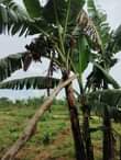 A picture of Land for sale