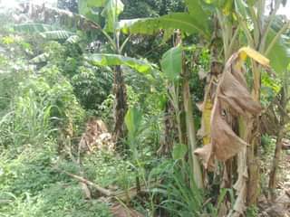 A picture of PLOT 50 100FT FOR SALE IN NAKASEKE KAPEEKA KAKINZI VILLAGE