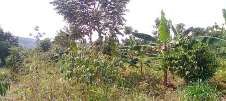 A picture of Plot bombo 100 100ft