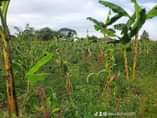 A picture of 5 acres of land private mail land ready title On