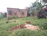 A picture of 2 BEDROOM HOUSE ON WALL PLATE FOR SALE IN MATUGGA