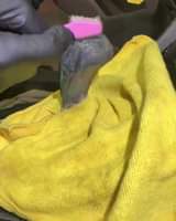 A picture of Hello its a Mobile car detailing services We offer shampoo