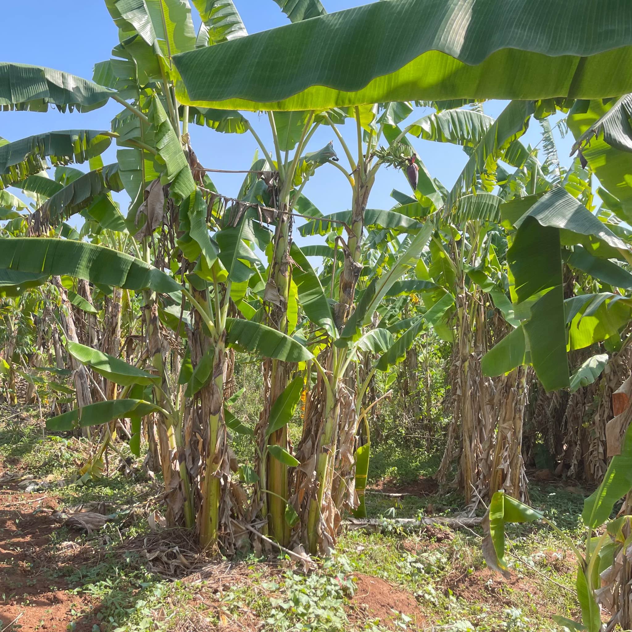 A picture of PLOT FOR SALE IN KAPEEKA KAASO VILLAGE