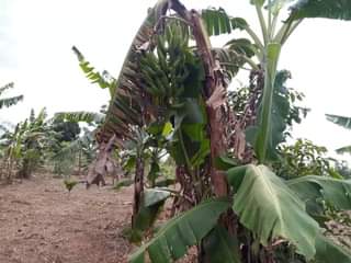 A picture of HALF ACRE FOR SALE 5.5m IN NAKASEKE KAPEEKA
