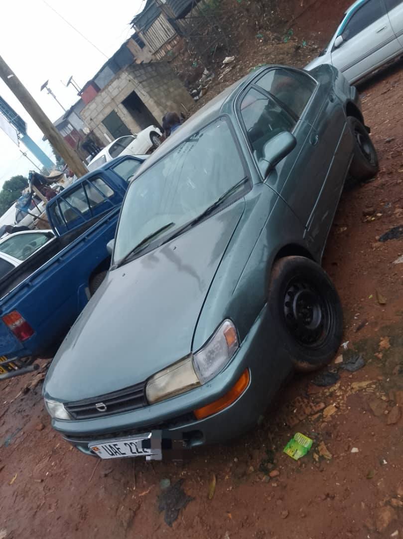 toyota kikumi