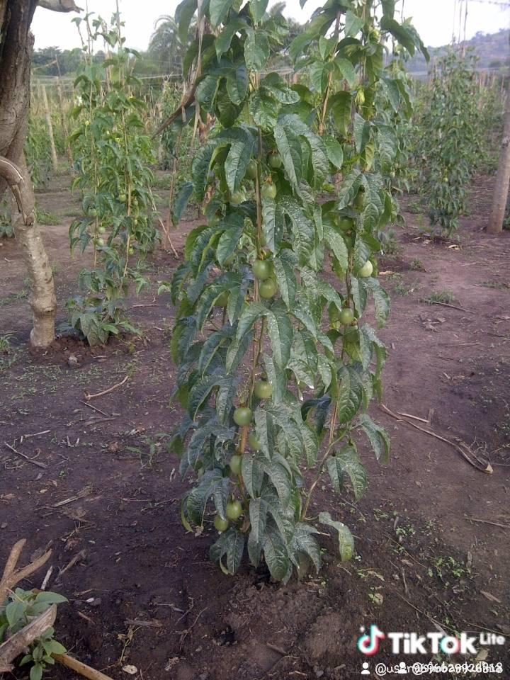 A picture of Passion fruit sedlings