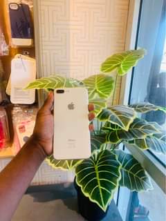 A picture of iphone 8plus