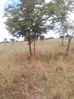 mwembeshi