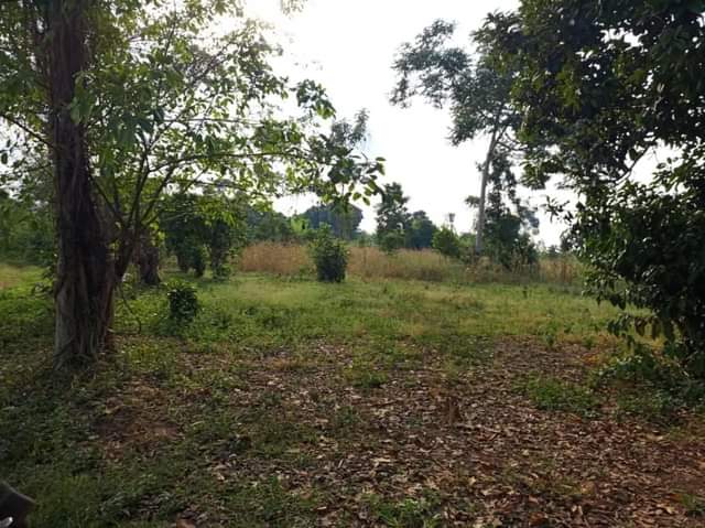 A picture of Land
