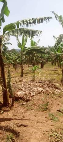 A picture of Big house seated two acres of land private mailo land