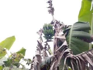 A picture of HALF ACRE FOR SALE IN NAKASEKE KAPEEKA