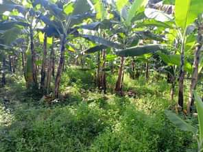 A picture of Half acre of land Private mailo land Location Bombo ku