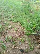 A picture of 2 fertile acres for sale with ready land on table