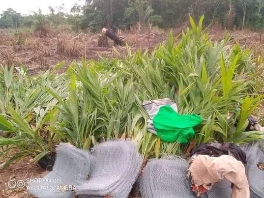 A picture of Palms seedlings coconut plantain guava pineapple