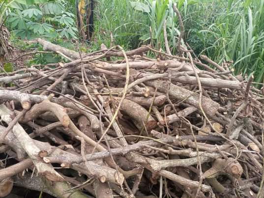 A picture of Firewood