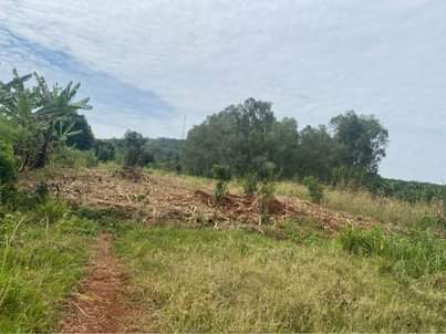 A picture of 2acres 15decimals of land in busika kalangala at shs 110m
