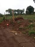 A picture of Plot with ready title available for sale in Gombe butambala
