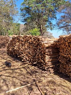 LIMPOPO V.