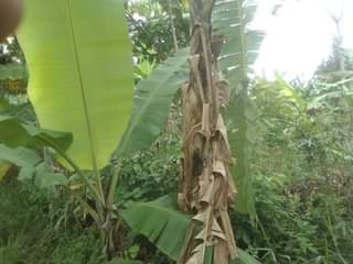 A picture of 3 FERTILE ACRES FOR SALE IN NAKASEKE KIVUMU 15M PER