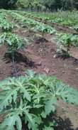 A picture of miche ya matunda ya mda mfupi miaka miwili hadi mitatu