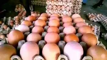 A picture of Eggs Distribution Business A Hidden Gold Mine In Nigeria Eggs