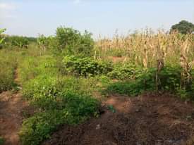 A picture of 11arces for sale nakaseke 9m per arca