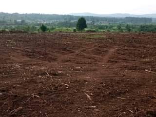 A picture of 7.5m Quick sale 10plot each 100by50ft with ready land title