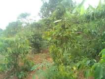 A picture of 2 acres of kibanja on sale Location kabanyi luwero district