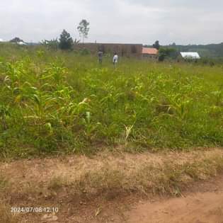 A picture of Polots on bombo road