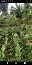 A picture of Plot Farm Fir Sale