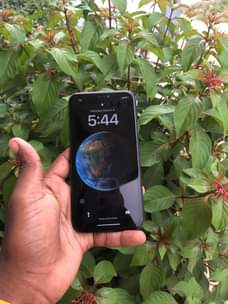 A picture of iphone 11 Duos