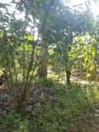 A picture of Nakawuka Jjungo plot urgent sale