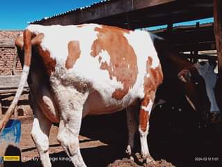 A picture of Dairy cattle