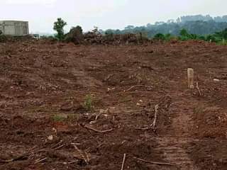A picture of 7.5m Quick sale 10plot each 100by50ft with ready land title