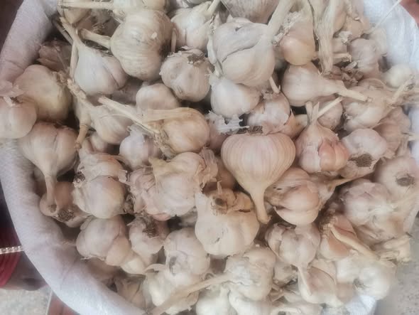A picture of Passon fruits Garlic snow white Garlic Ginger for sale at