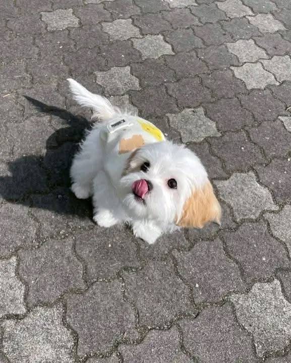 A picture of No dog not life 0775682272 0753330527