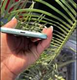 A picture of iPhone 11 no Face ID