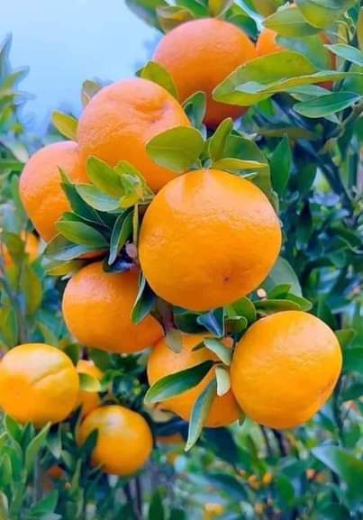 A picture of Fruit seedlings