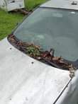 A picture of Toyota Corolla Bank model used by Bank saling for 700k