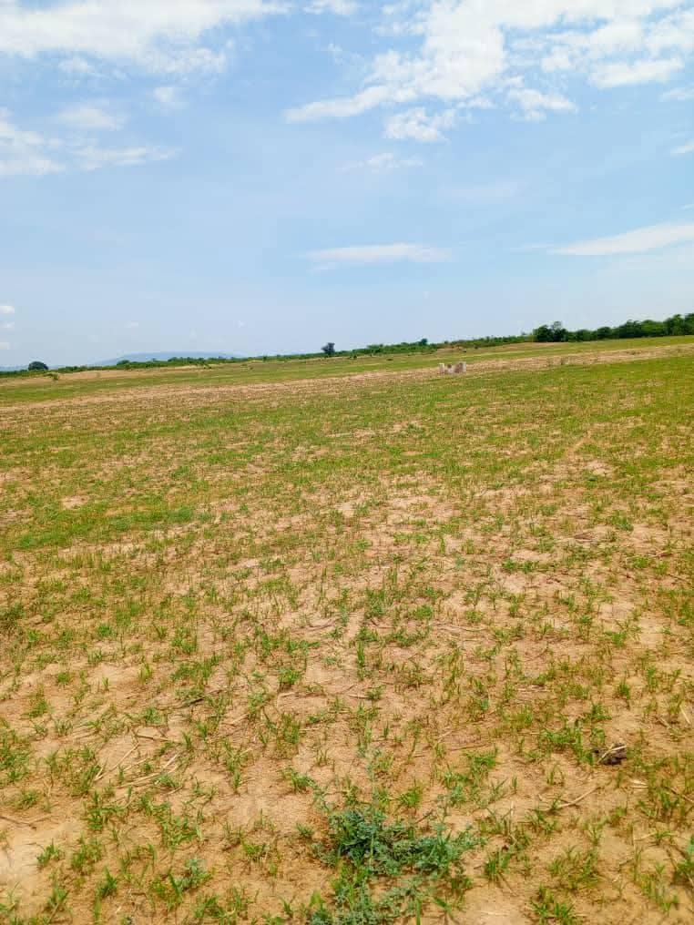 zambia plots