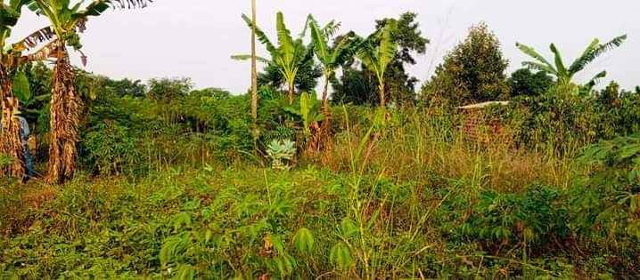 A picture of  15.5 READY TITLE PLOTS ON QUICK SALE 15.5m kisubuzi
