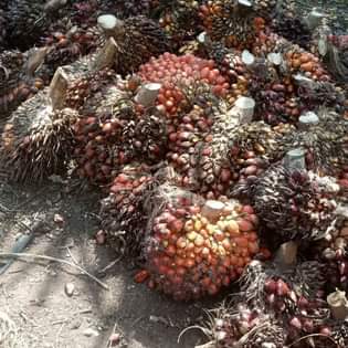 A picture of Oil Palm seeds and seedlings
