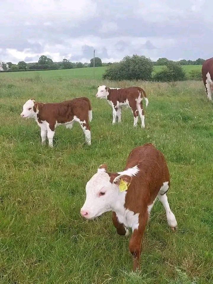 A picture of Pedigree calves