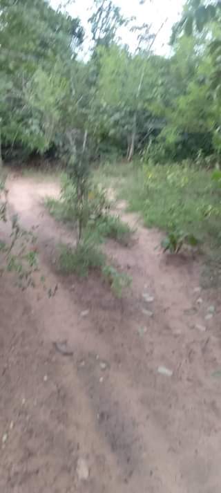 A picture of SHAMBA HEKA 10 LINAUZWA LIPO JUU MZENGA ZEGERO WILAYA YA