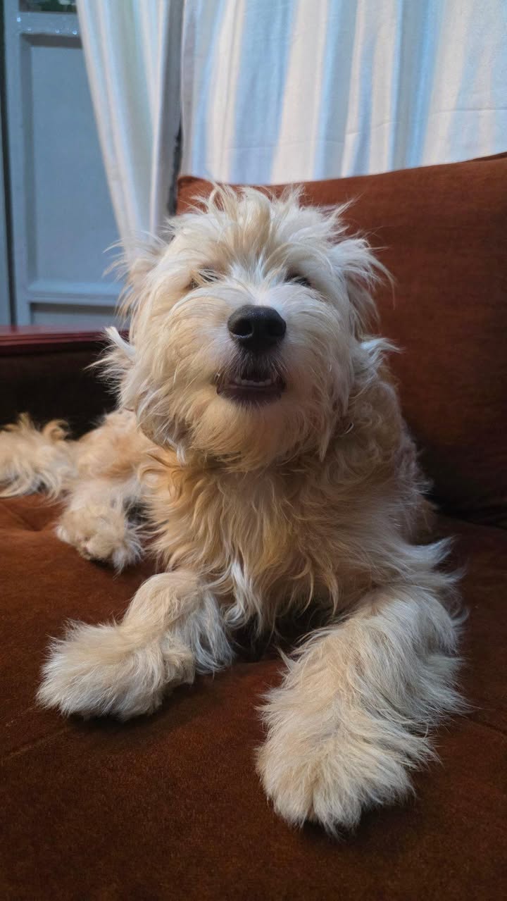 A picture of Puppy