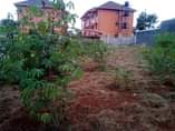 A picture of A plot measuring 85ftx100ft on a quick sale in Kawanda